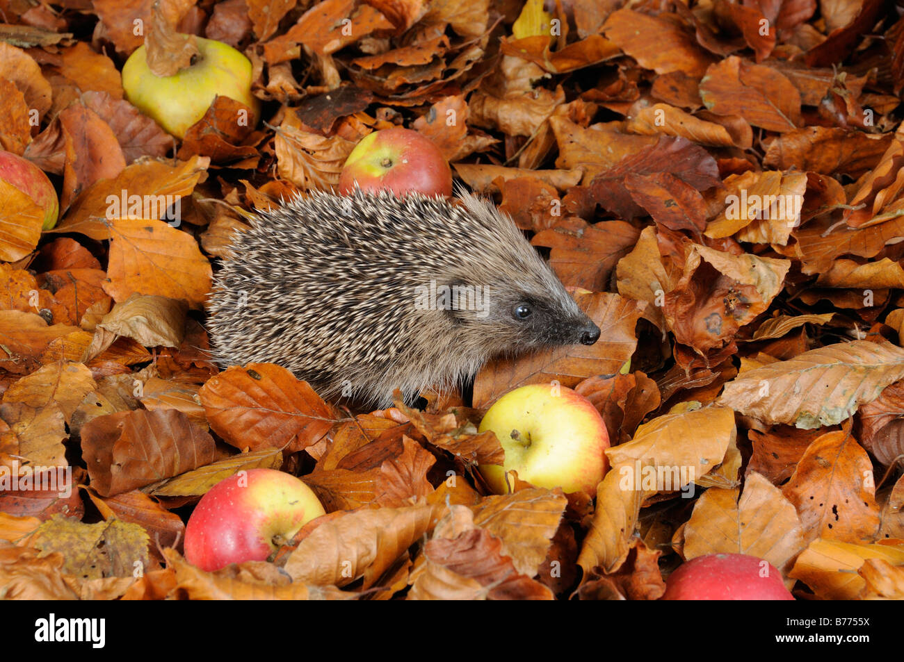 Europäische Igel Erinaceus Europaeus Nahrungssuche unter Herbstlaub und Windfall Äpfel Stockfoto