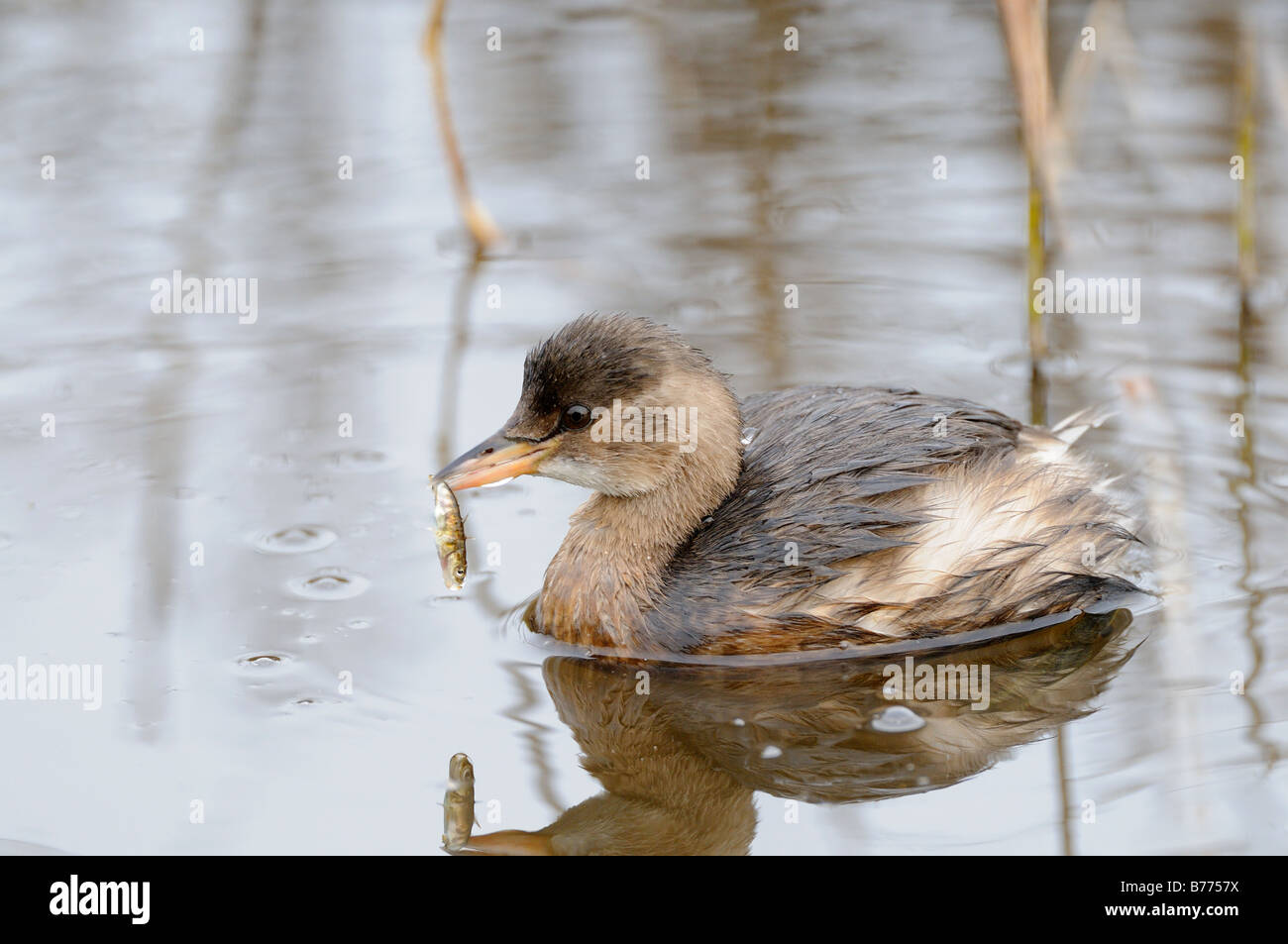 Dreistachliger Stichling Stockfotos und bilder Kaufen Alamy