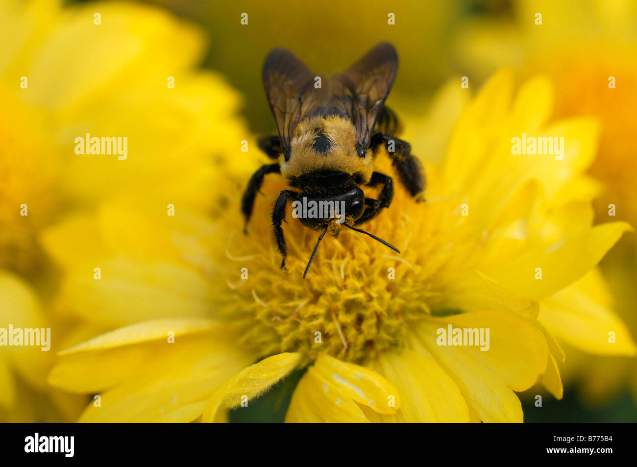 Gaillardia X grandiflora gelbe Biene sammeln Clooect SIP-Nektar Fütterung bestäuben Bestäubung Blume Blüte Blüte Stockfoto
