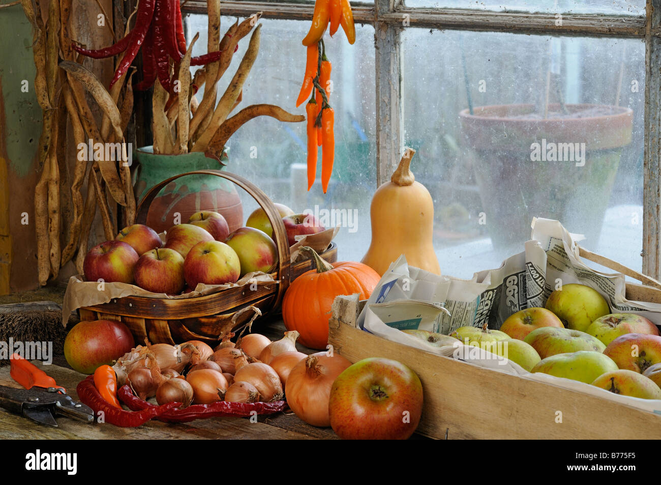 Potting Gartenhaus Bank im Herbst mit gespeicherten Äpfel Runner Bean Samen Chili und Kürbisse UK Oktober Stockfoto
