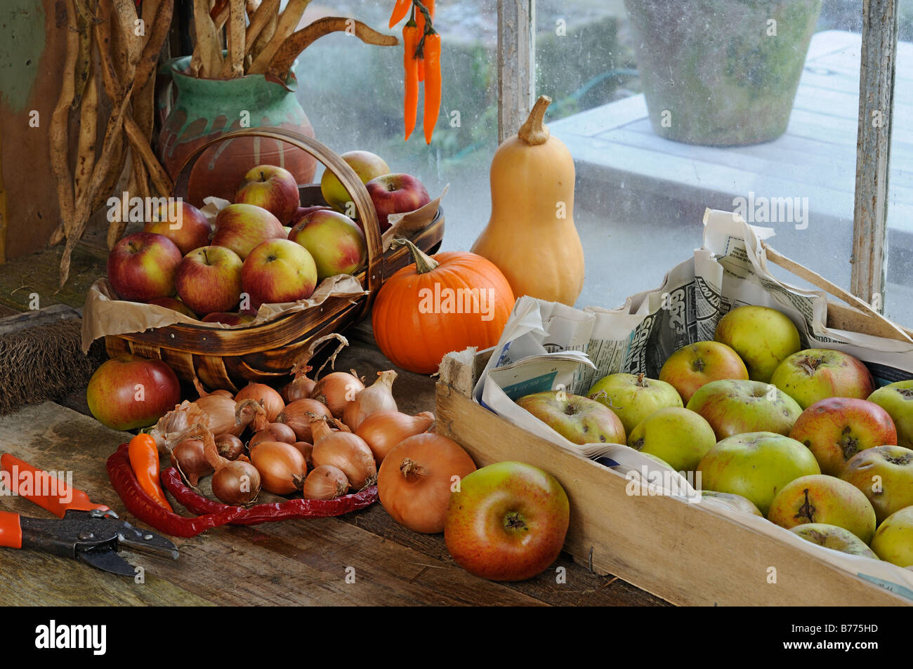Potting Gartenhaus Bank im Herbst mit gespeicherten Äpfel Runner Bean Samen Chili und Kürbisse UK Oktober Stockfoto