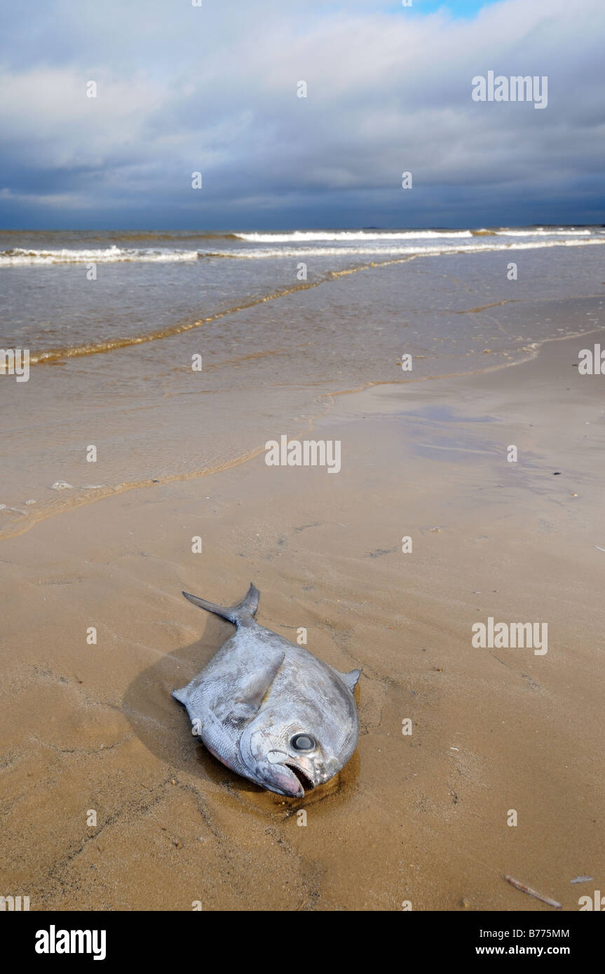 Tote Fische am Ufer Strahlen Brassen Norfolk UK Dezember Stockfoto