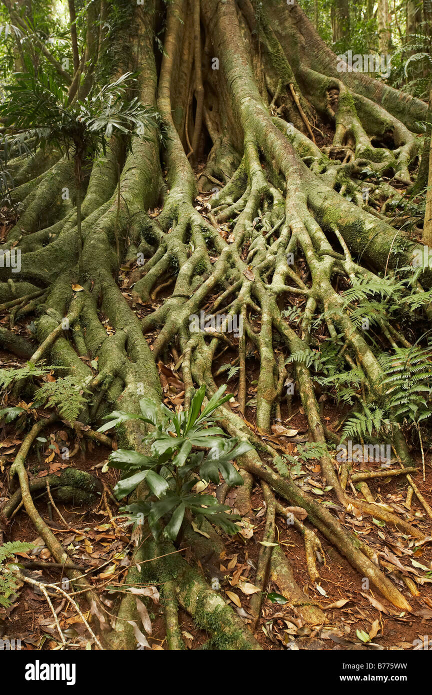 Rainforest Baum Wurzeln Wonga Spaziergang Dorrigo National Park New South Wales Australien Stockfoto