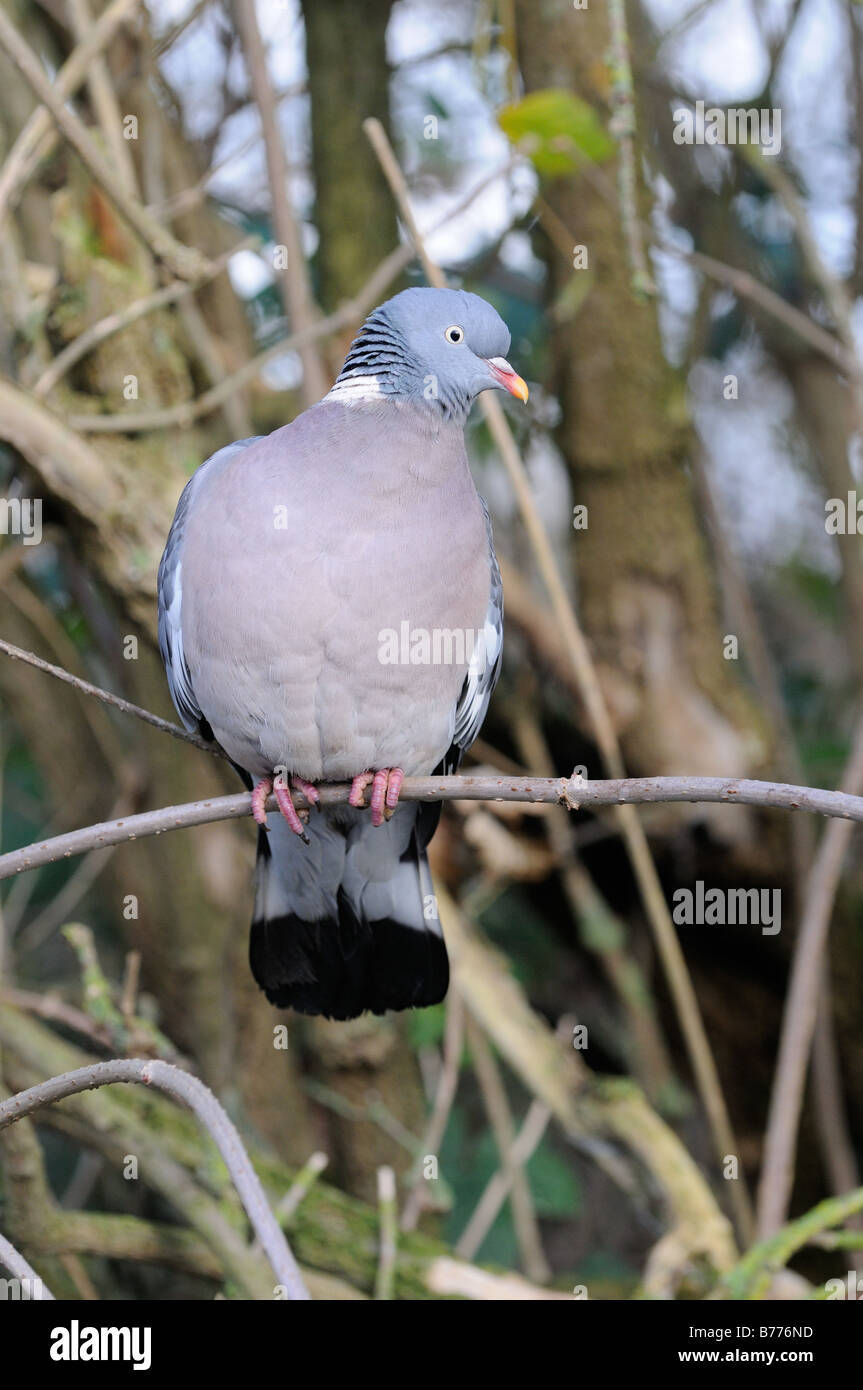 Woodpigeon Columba Palumbus einzelne Vogel thront im Baum Norfolk UK Februar Stockfoto