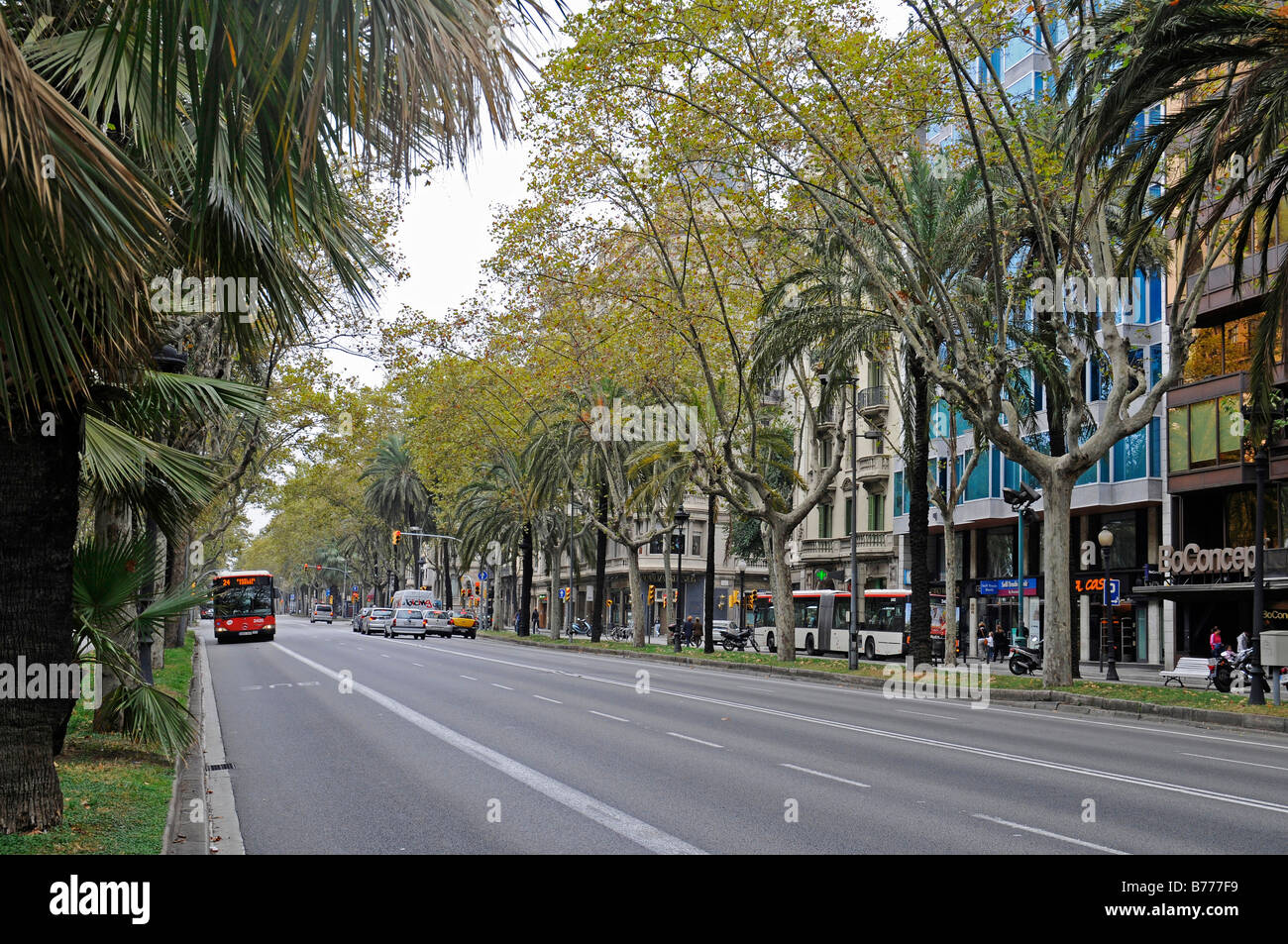 Avinguda Diagonal, Avenida, Hauptstraße, Palmen und Bäumen, Barcelona, Katalonien, Spanien, Europa Stockfoto