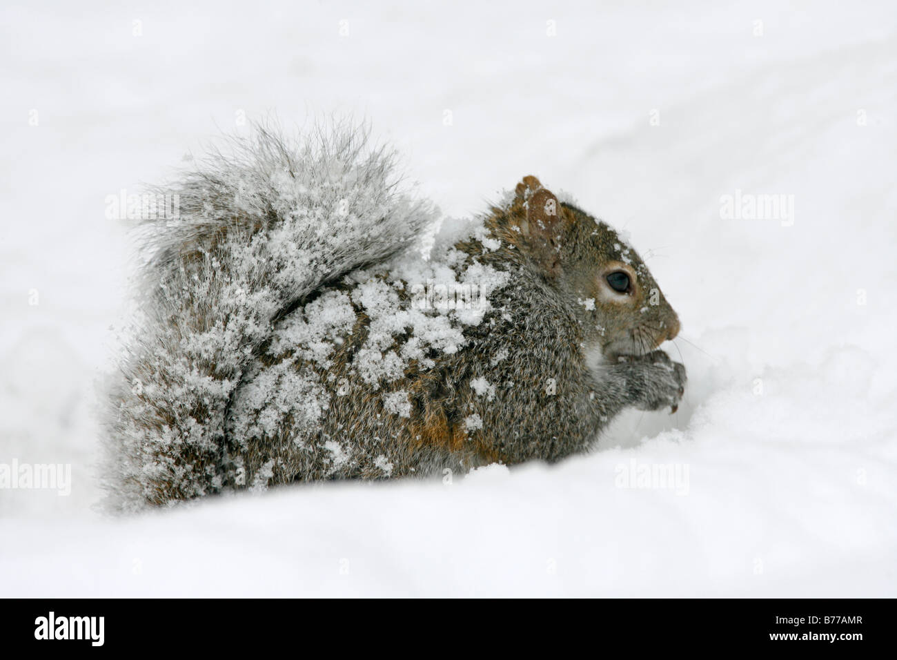 Östliche graue Eichhörnchen im Schnee Stockfoto
