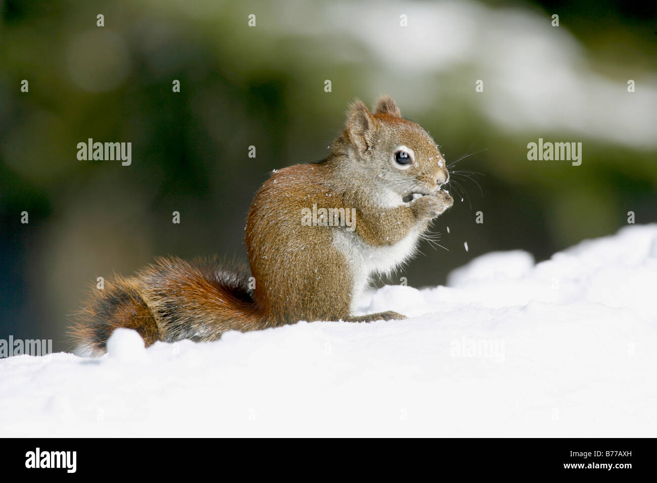 Eichhörnchen im Schnee Stockfoto