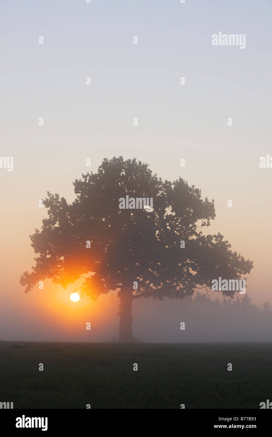 Pedunculate Eiche (Quercus Robur) bei Sonnenaufgang Stockfoto