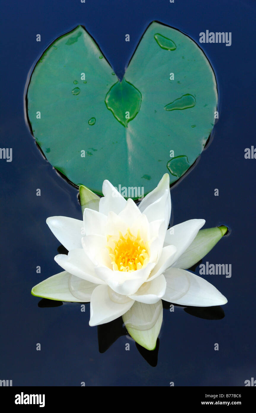 Europäische Weiße Seerose (Nymphaea Alba) Stockfoto