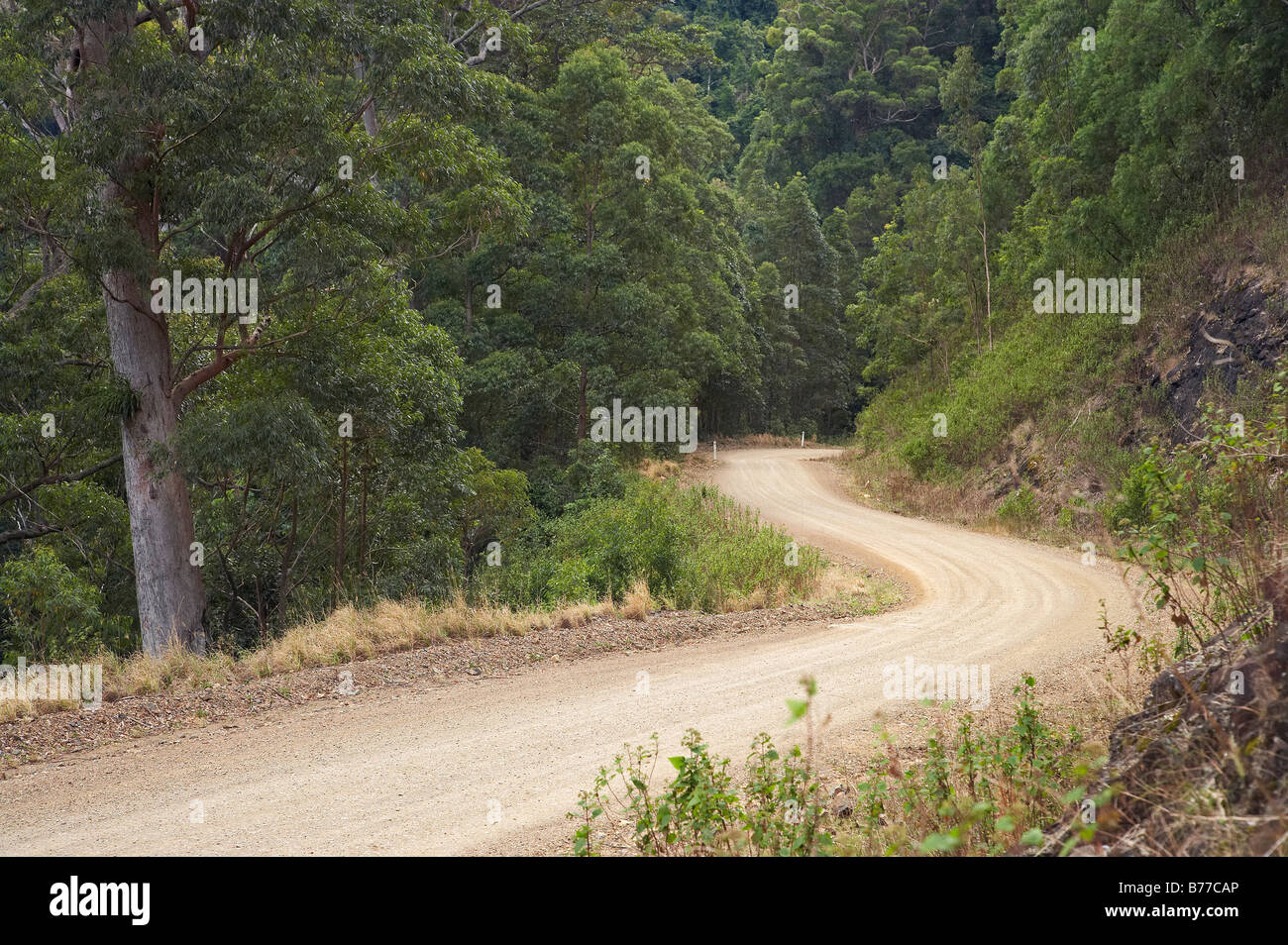 Comboyne Straße zwischen Comboyne und Wingham New South Wales Australien Stockfoto