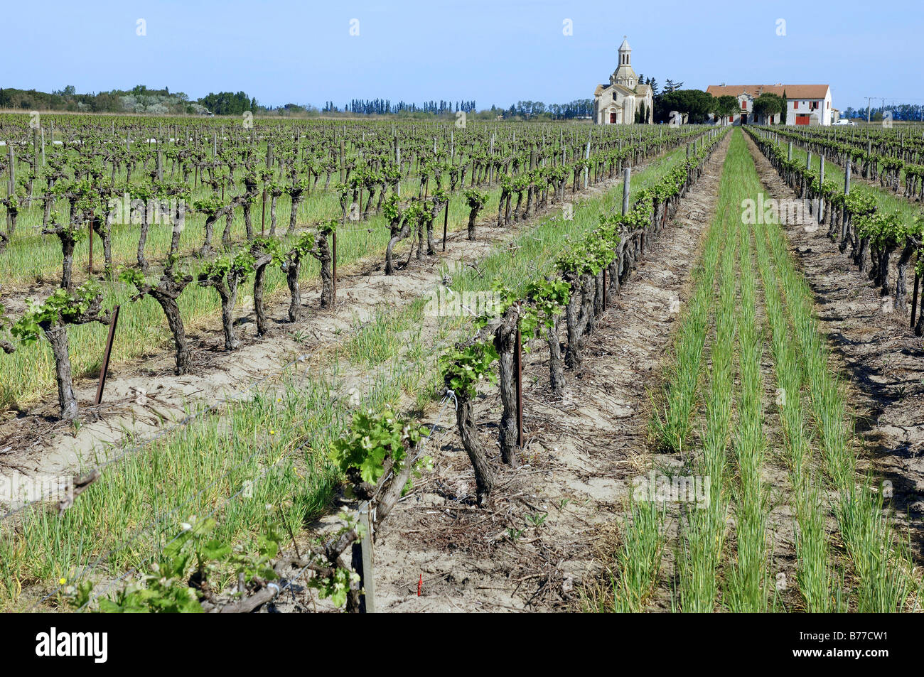Weingut Mas le Pive und Weinberg, Camargue, Gard, Languedoc-Roussillon, Südfrankreich, Frankreich, Europa Stockfoto