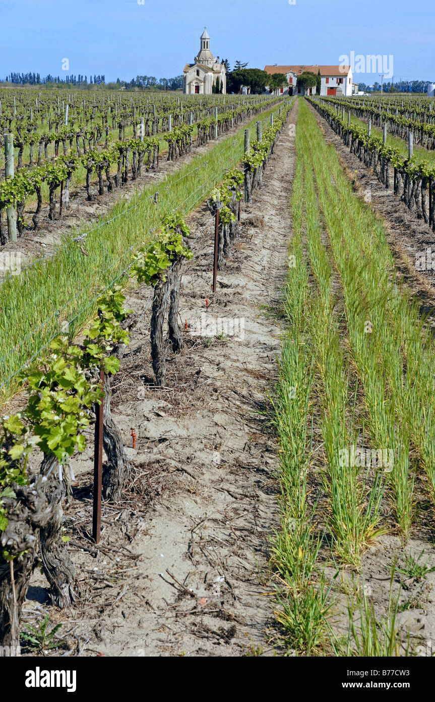 Weingut Mas le Pive und Weinberg, Camargue, Gard, Languedoc-Roussillon, Südfrankreich, Frankreich, Europa Stockfoto