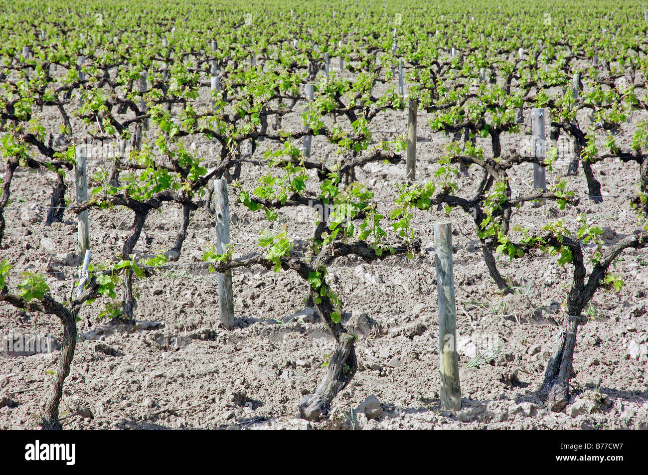 Weinberg im Frühling, Camargue, Gard, Languedoc-Roussillon, Südfrankreich, Frankreich, Europa Stockfoto