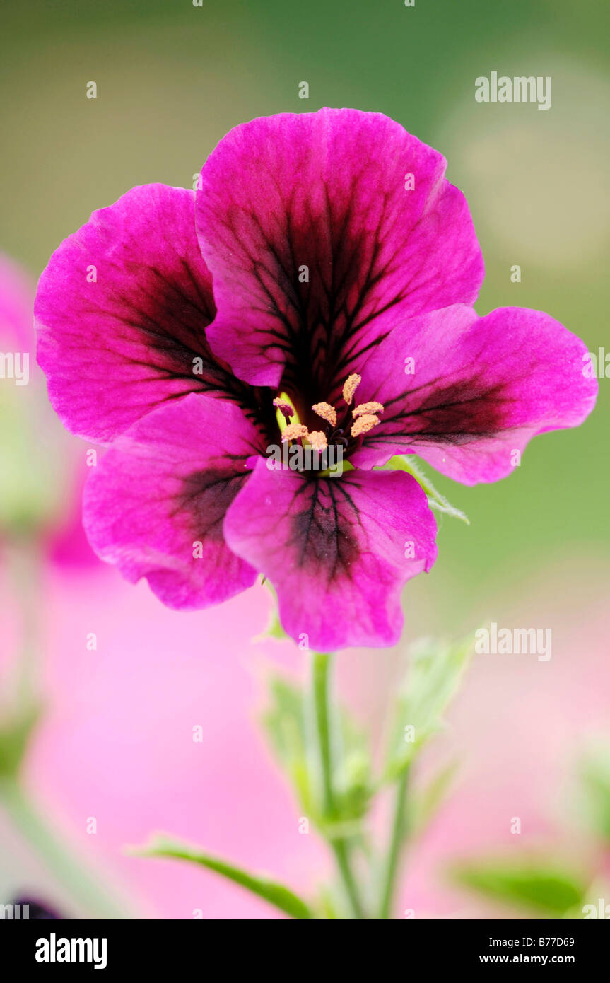 Bemalte Zunge, überbackene Röhrchen-Zunge oder samt Trompete Flower (Salpiglossis Sinuata) Stockfoto