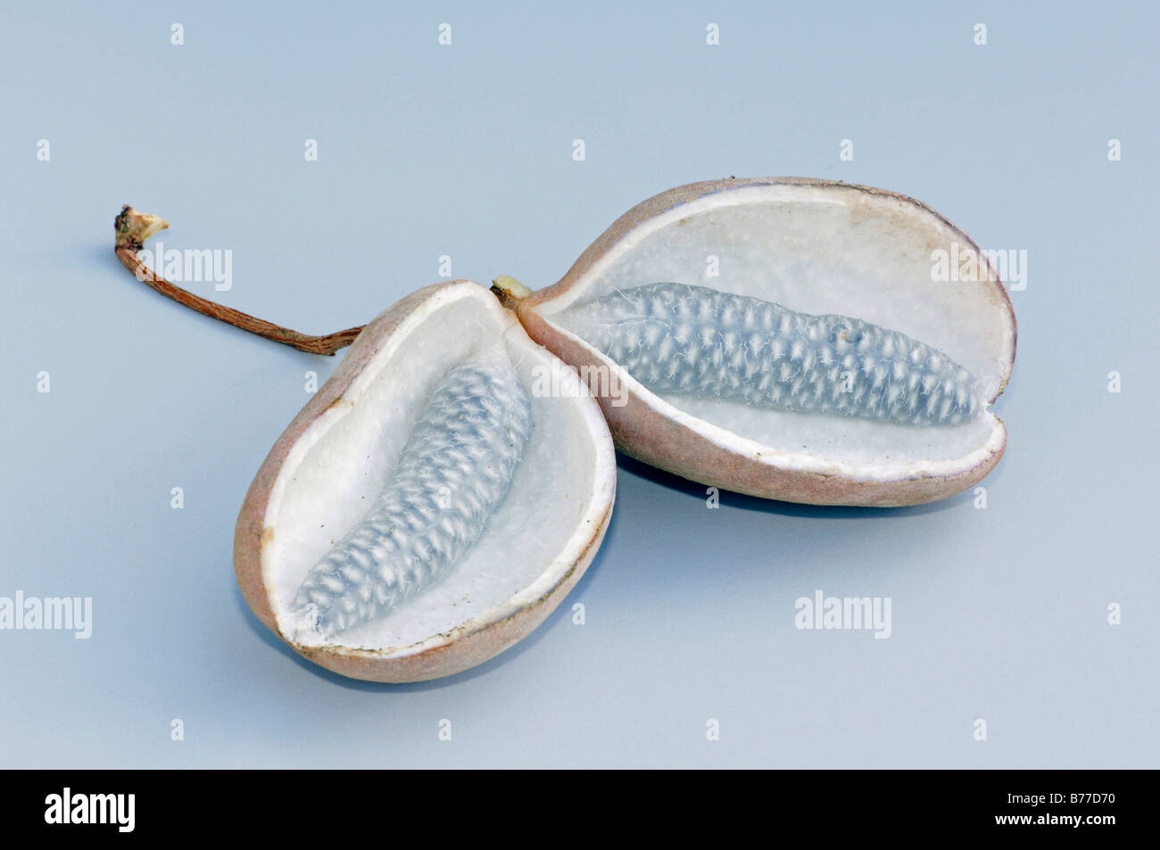 Fünf-Blatt Akebia oder Chocolate Vine (Akebia Quinata), Obst Stockfoto