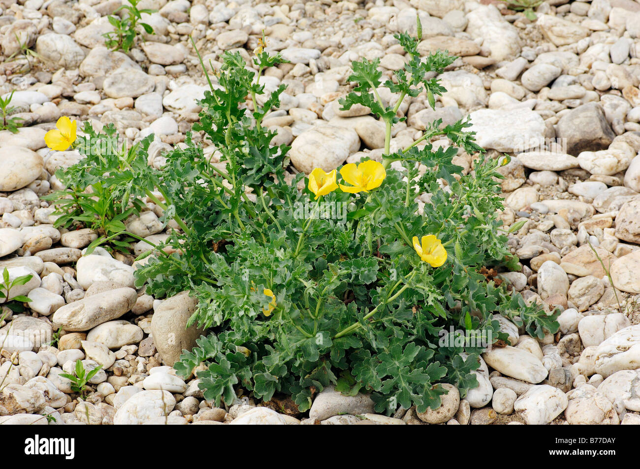 Gelb, gehörnten Mohn, gelber Hornpoppy (Glaucium Flavum), Provence, Südfrankreich, Europa Stockfoto