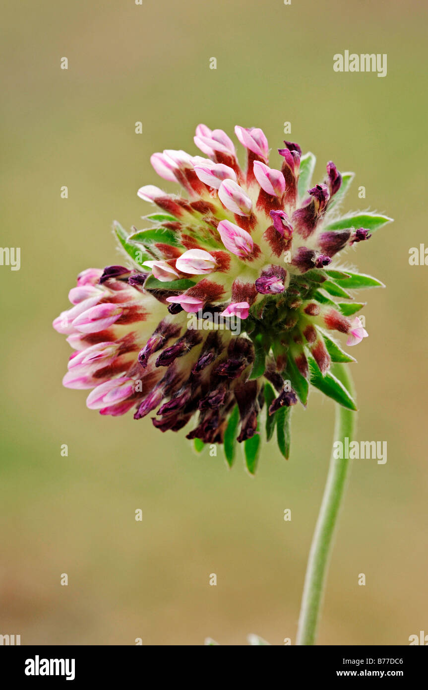 Niere Wicke (Anthyllis Vulneraria), Provence, Südfrankreich, Europa Stockfoto