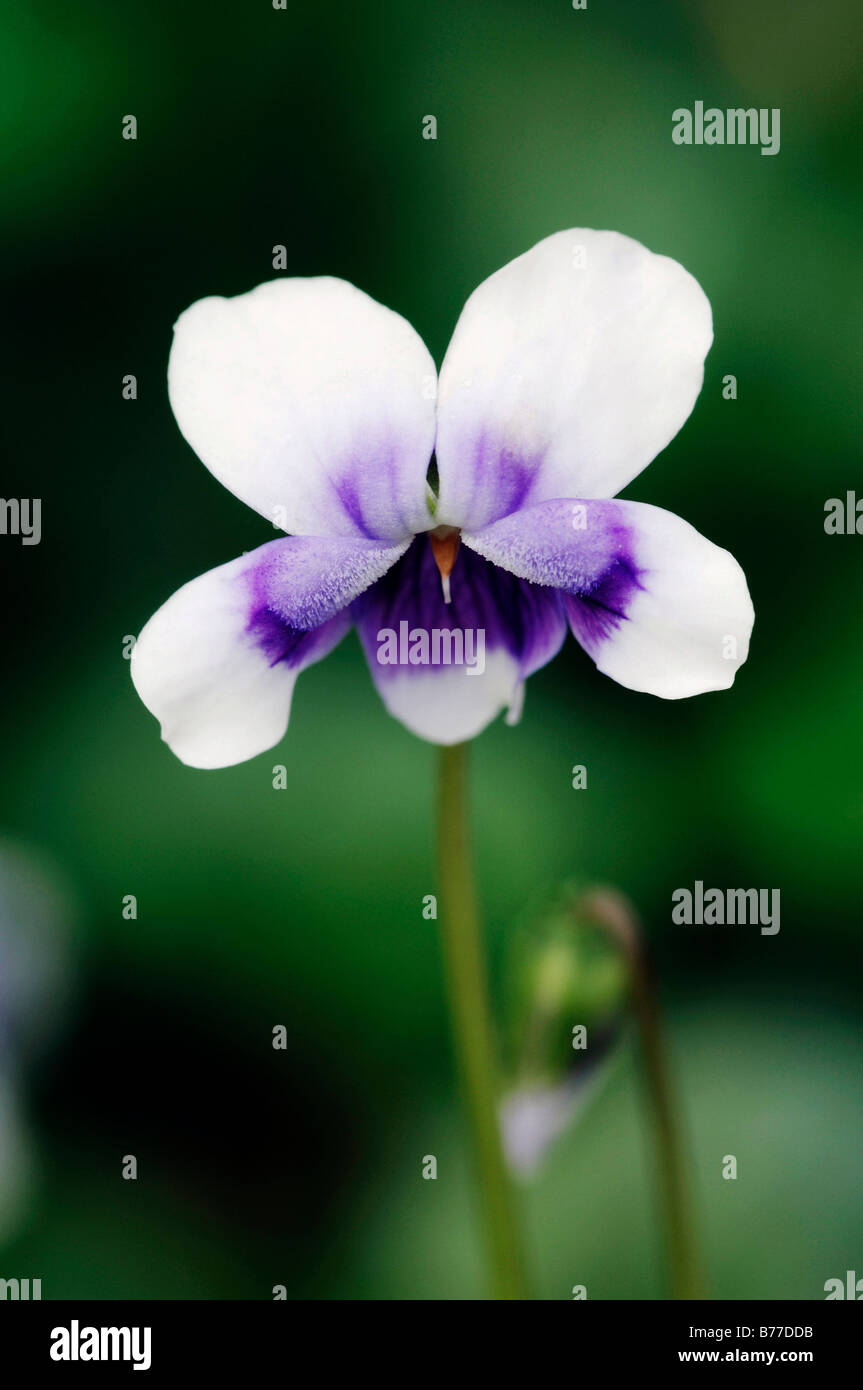 Native violett, Ivy Leaf violett oder australisches Veilchen (Viola Hederacea), Australien Stockfoto