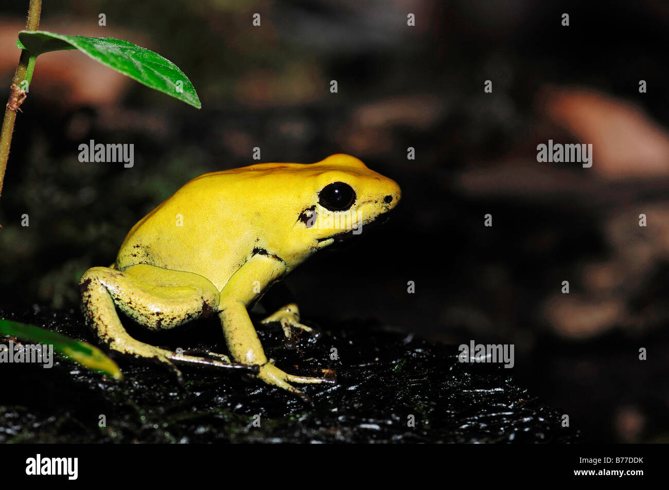 Golden Frog vergiften, Golden Dart Frog (Phyllobates Terribilis) Stockfoto
