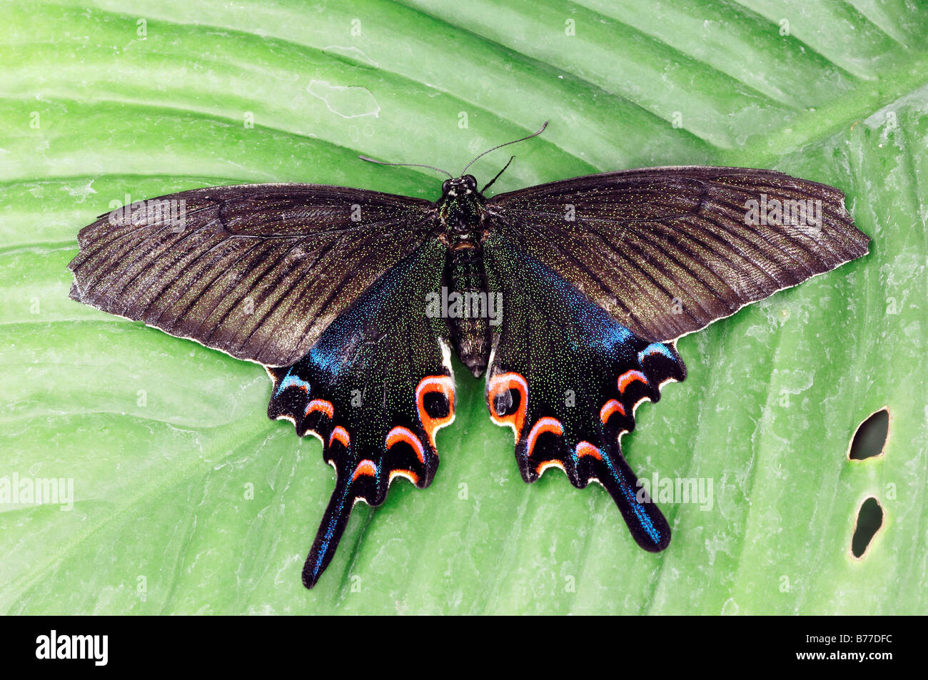 Gemeinsamen Pfau (Papilio Polyctor, Papilio Bianor, Papilio Ganesa, Papilio Polyctora) Stockfoto