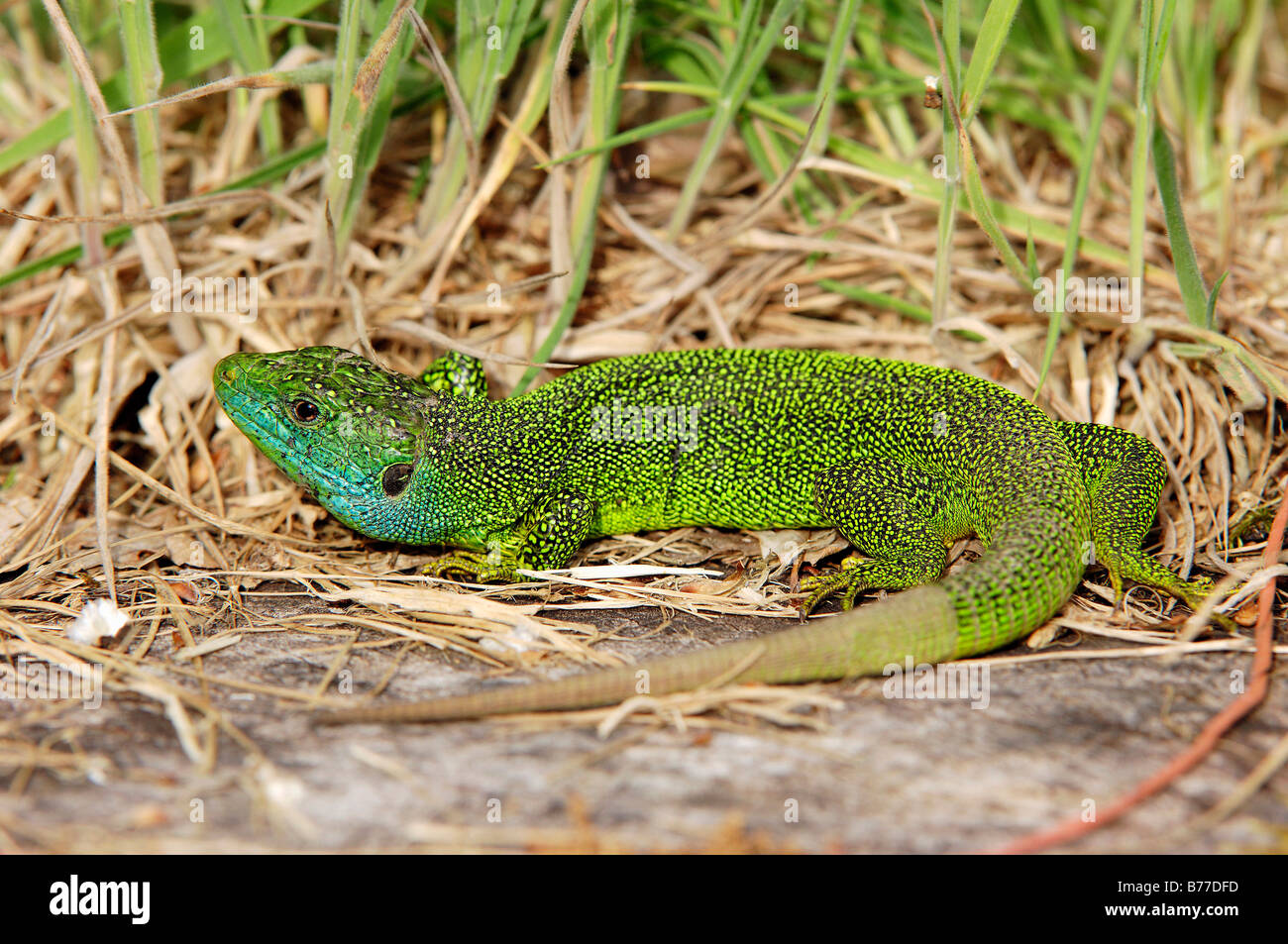 Western grüne Eidechse (Lacerta Bilineata), Provence, Südfrankreich, Frankreich, Europa Stockfoto