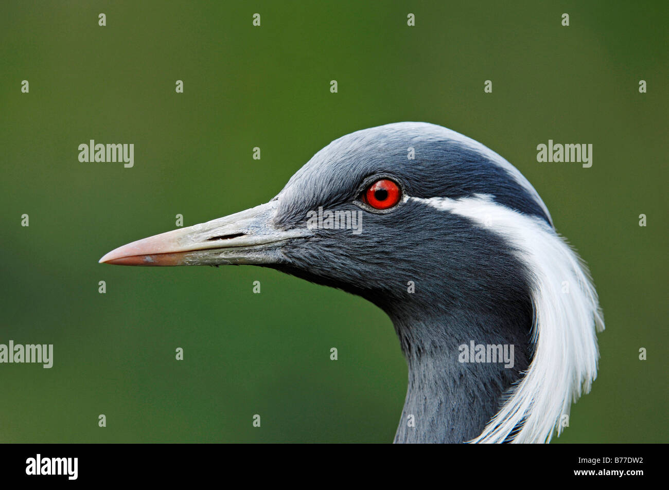 Demoiselle Kran (Anthropoides Virgo, Grus Virgo), portrait Stockfoto