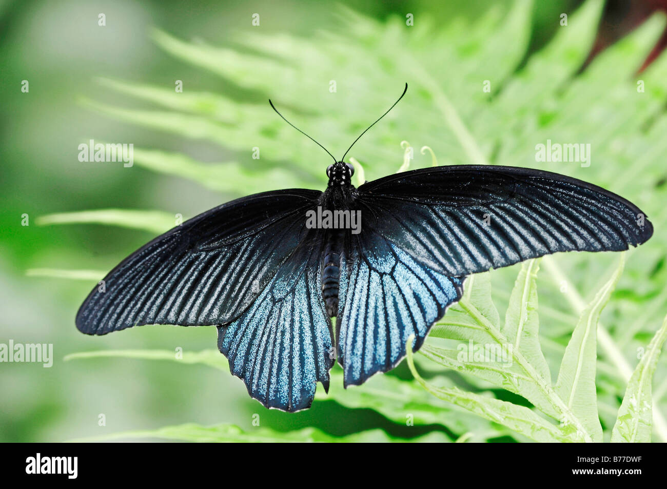 Scharlachrote Mormone (Papilio Rumanzovia), Männlich Stockfoto