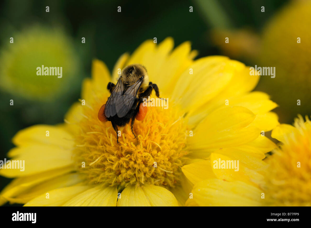 Gaillardia X grandiflora gelbe Biene sammeln Clooect SIP-Nektar Fütterung bestäuben Bestäubung Blume Blüte Blüte Stockfoto