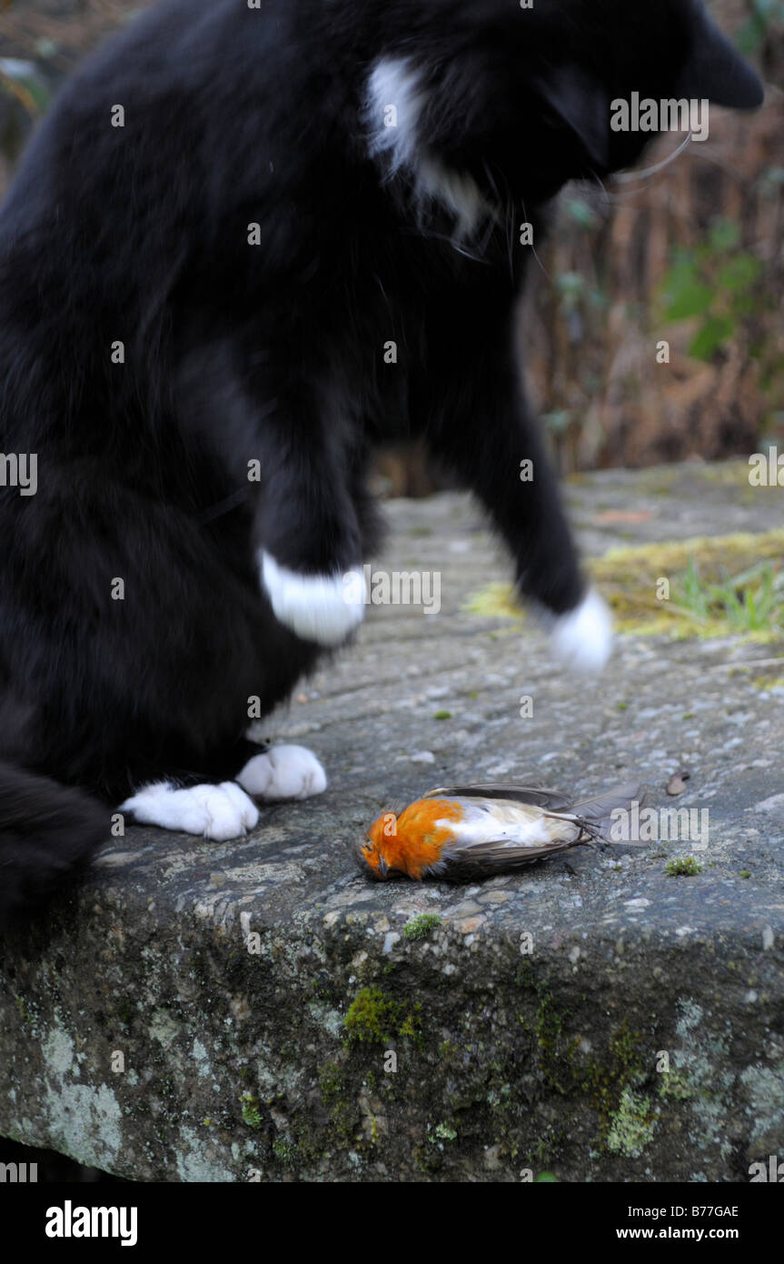 Von Katze getötet tot Robin Shropshire UK Stockfoto