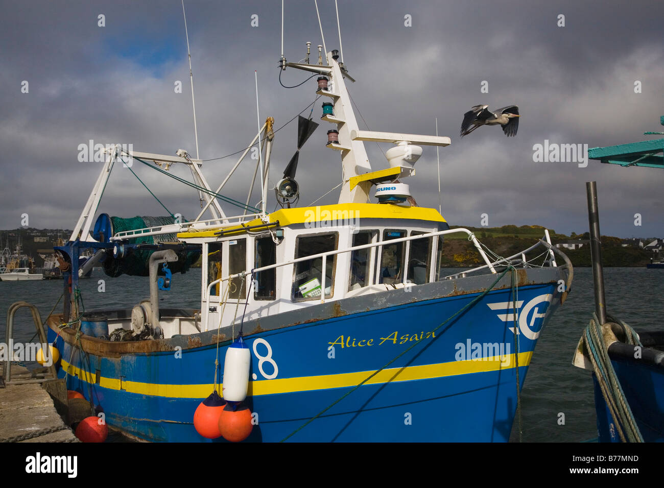 Kinsale Trawler mit Pelikan fliegen, Cork Ireland Stockfoto