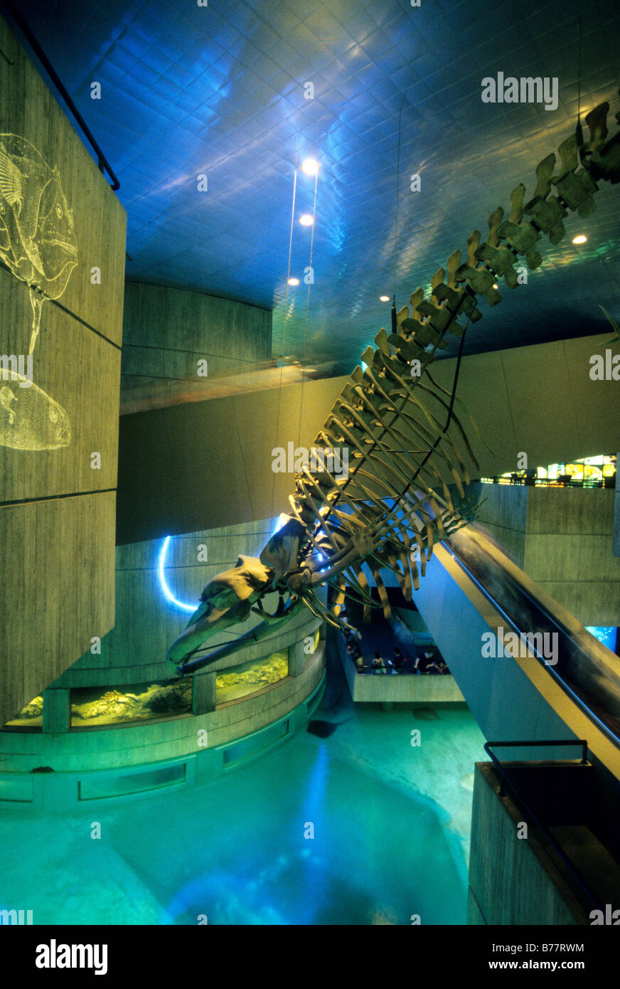 Rechts Walskelett im National Aquarium, Baltimore, Maryland Stockfoto
