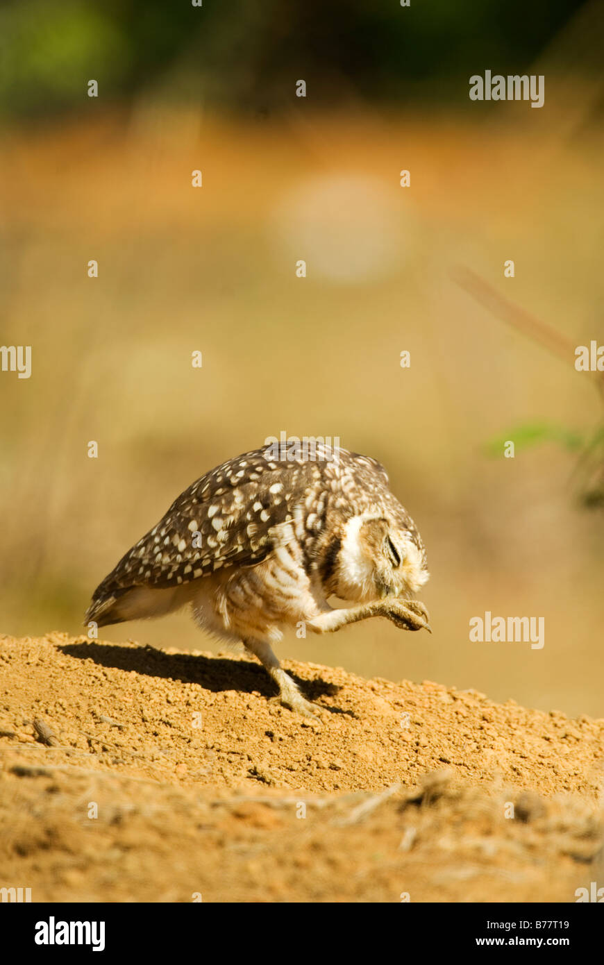 Kanincheneule Athene Cunicularia putzen Stockfoto