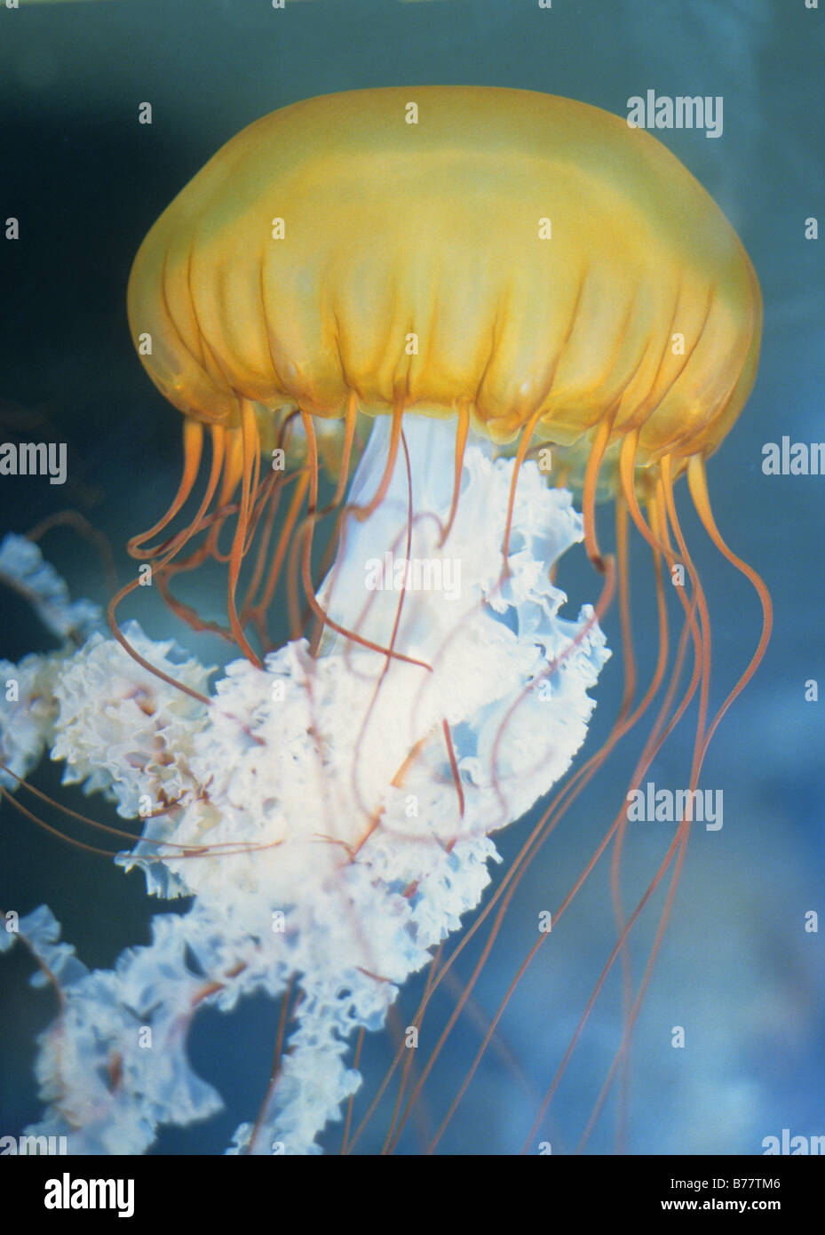 Chrysora Qualle Oregon Coast Aquarium Stockfoto