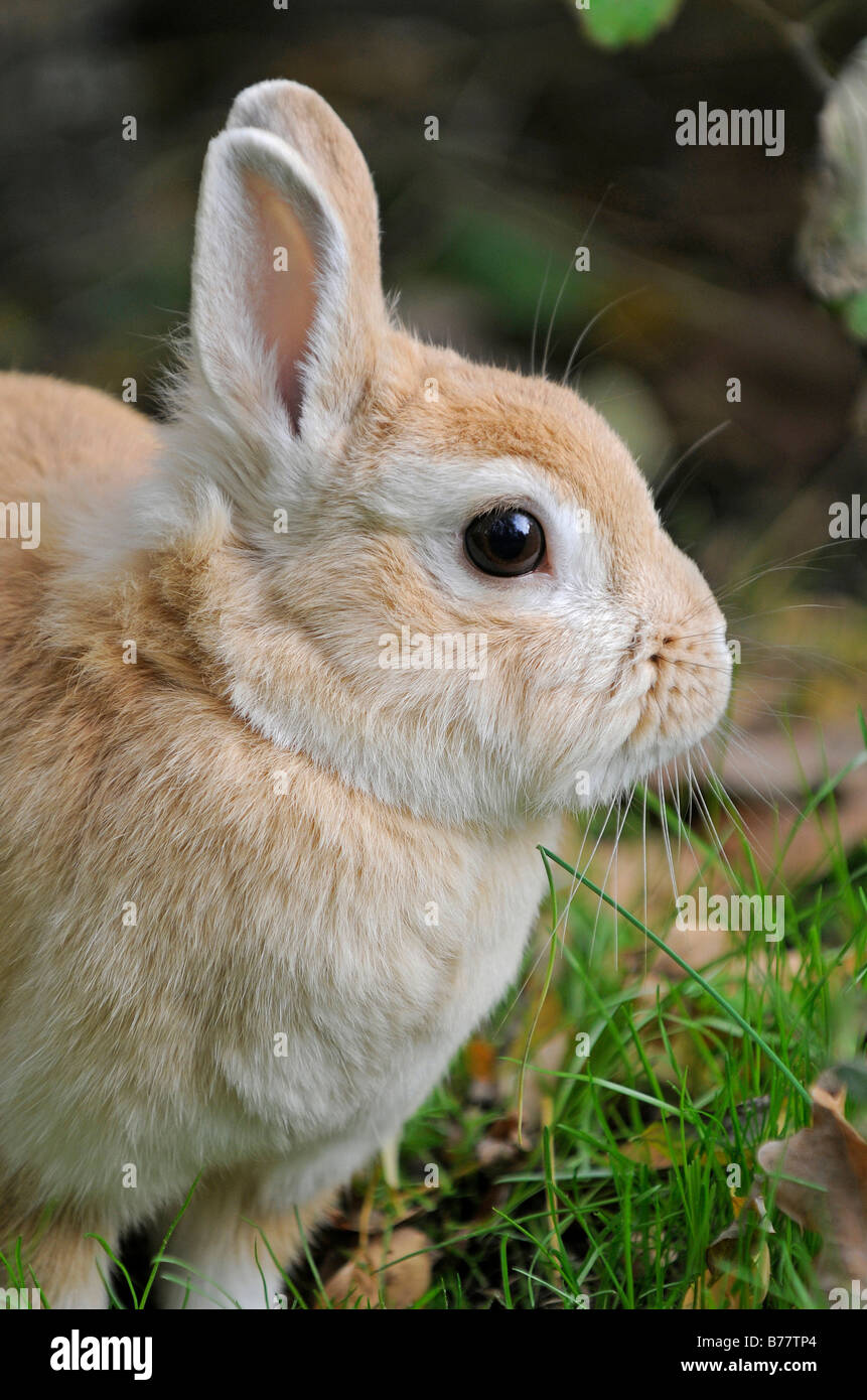 Zwerg Kaninchen auf einer Wiese Stockfoto