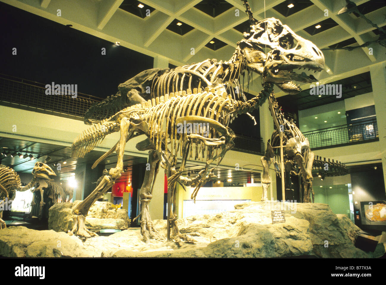 Zentralraum Dinosaurier-Ausstellung Museum of Natural Science Houston Texas Stockfoto