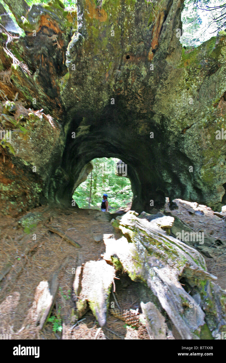 Frau stehend auf Basis des ausgehöhlten gefallenen Riesen Mammutbaum, The South Grove Trail in Calaveras große Bäume State Park in Kalifornien Stockfoto