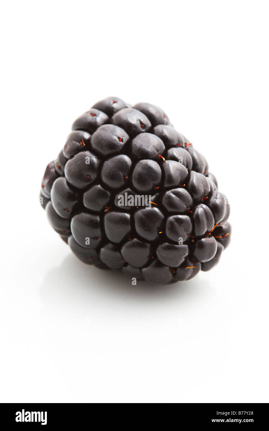 Einzelne Blackberry auf weißem Hintergrund Stockfoto