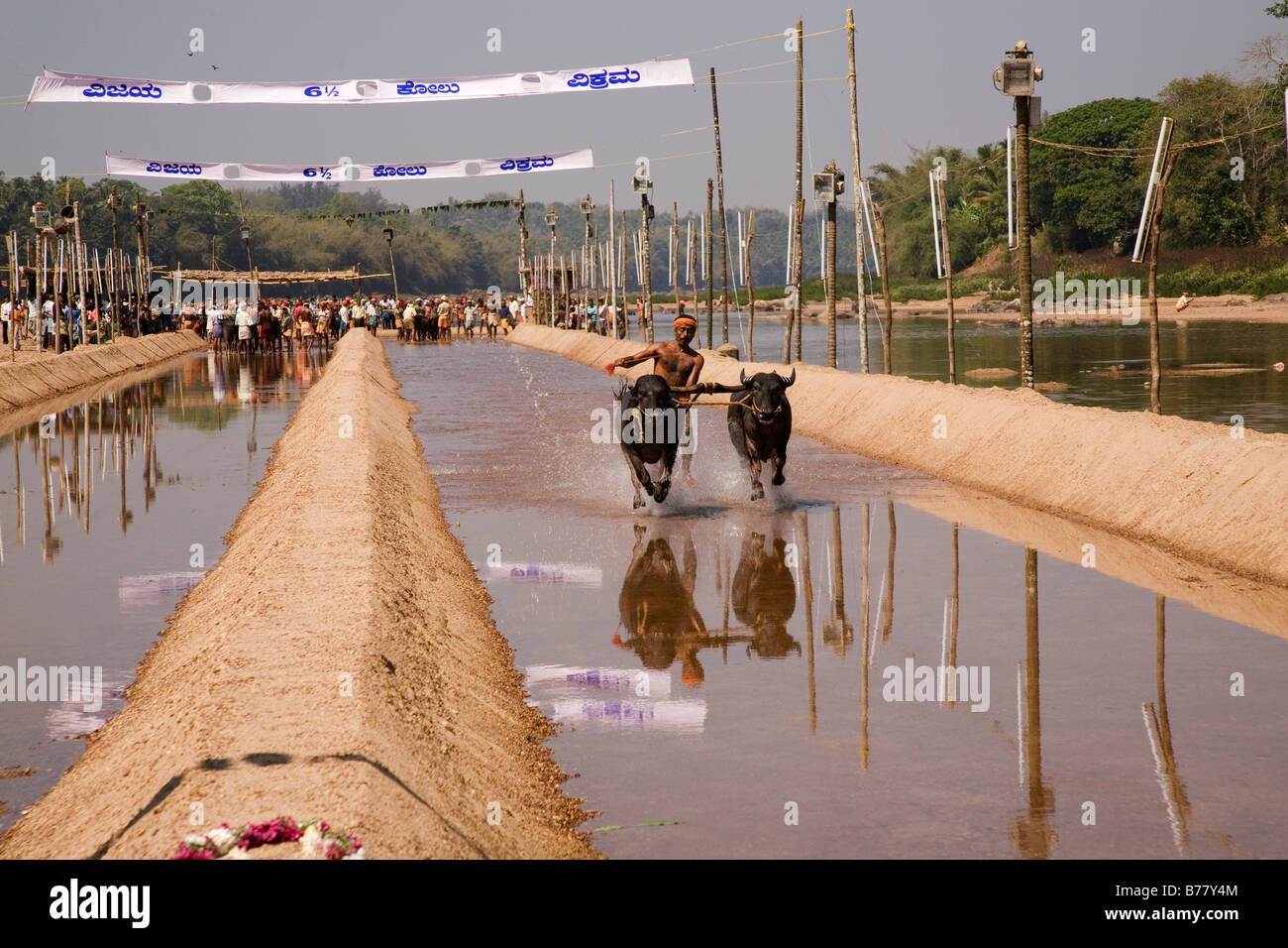 Ein Mann rennt ein paar Büffel in einem Kambala Rennen in Dakshina Kannada Bezirk von Karnataka, Indien. Stockfoto