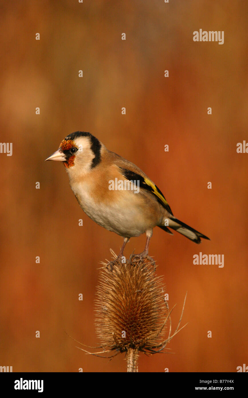 Stieglitz Zuchtjahr Zuchtjahr gehockt Karde Dipsacus fullonum Stockfoto