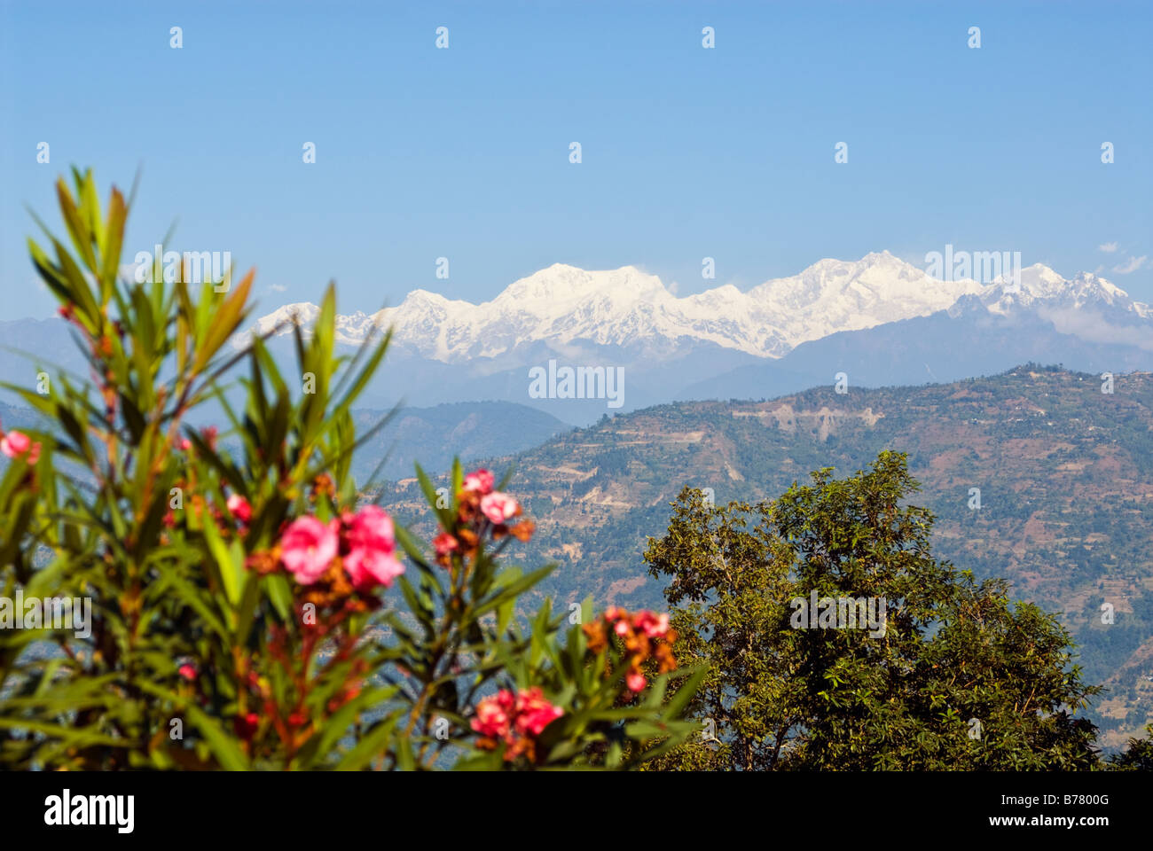 Gipfel des Kangchendzönga-Gebirges, Sikkim, gesehen von der Terrasse an Glenburn Teeplantage, Darjeeling, Indien. Stockfoto