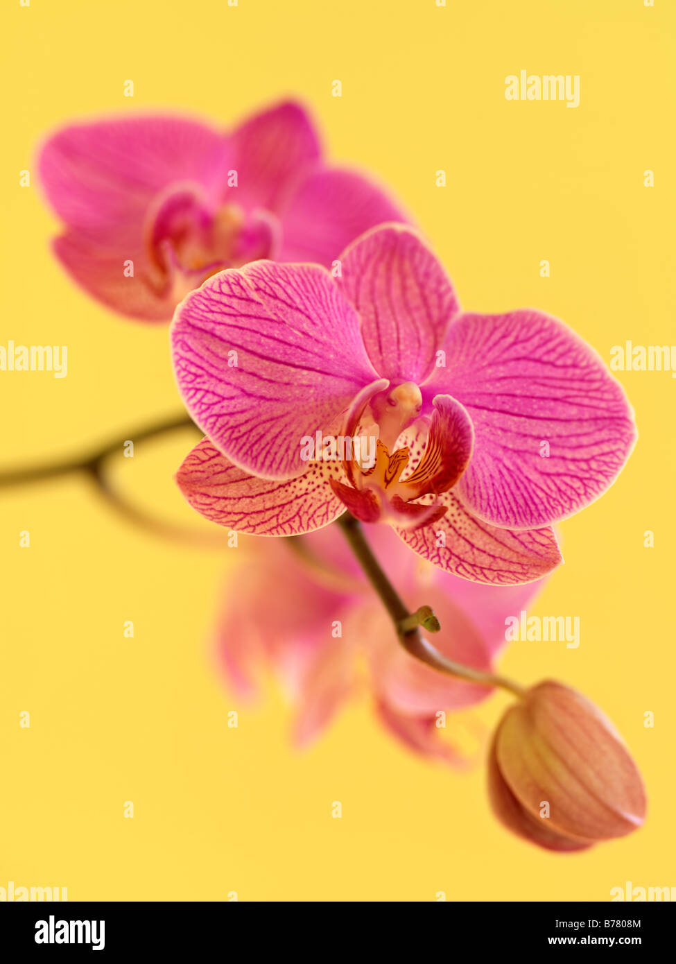 Phalaenopsis Orchidee Stockfoto