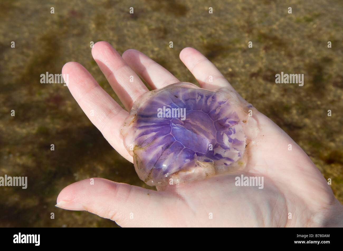 Frau mit Quallen in der hand Stockfoto