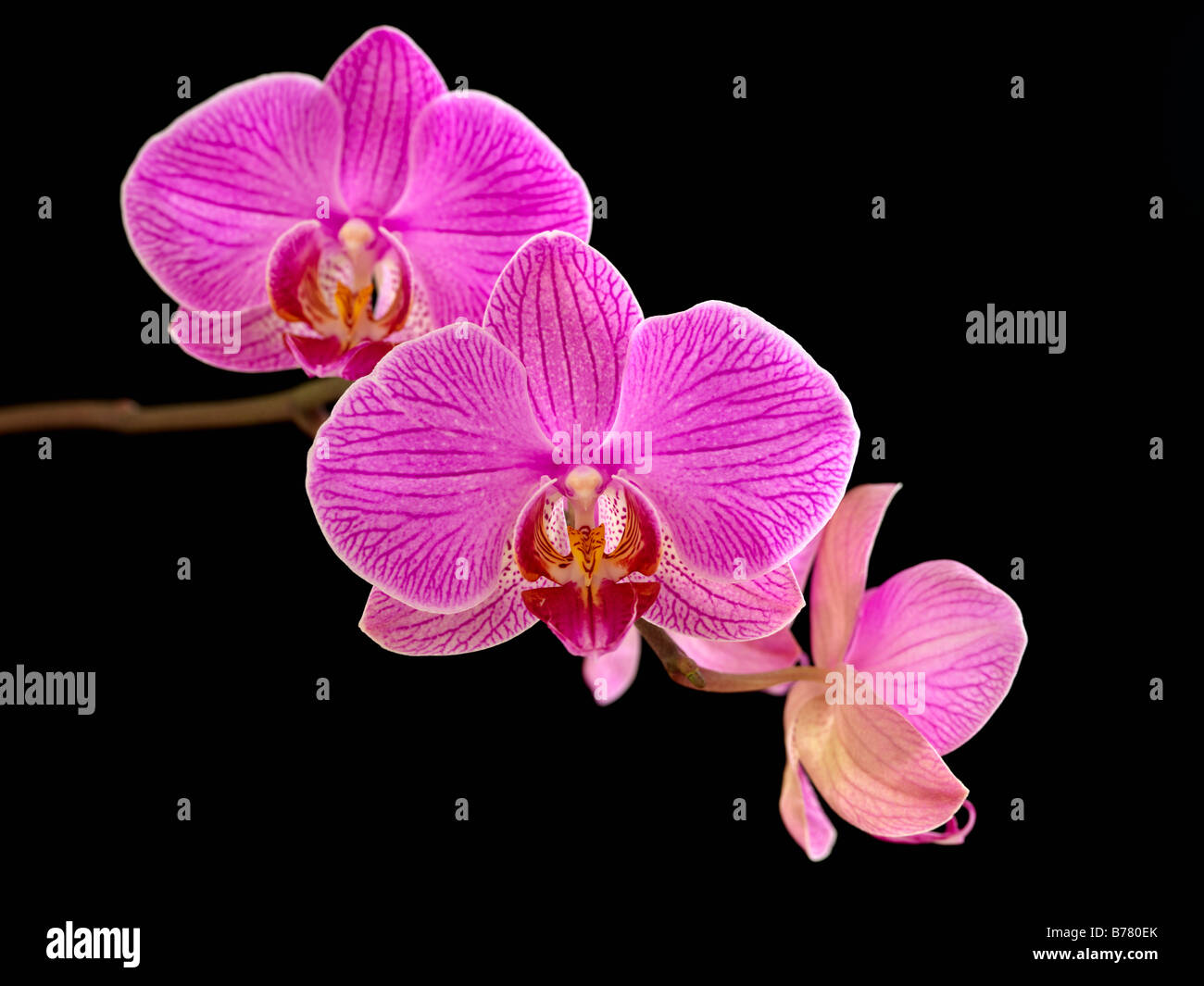 Phalaenopsis Orchidee Stockfoto