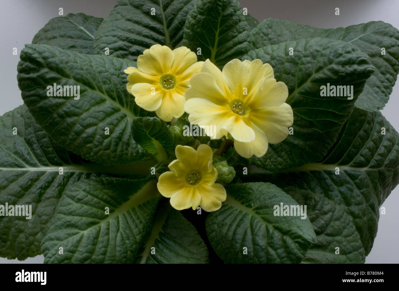 Hybrid-Primrose - wächst in einem Topf - blass gelben Frühlingsblume mit Blättern. Stockfoto