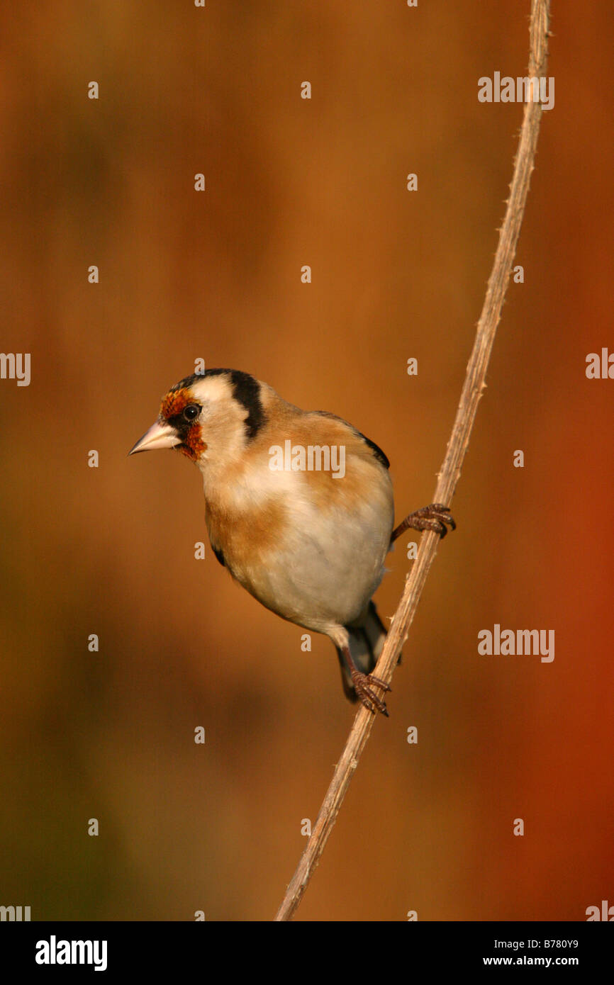 Stieglitz Zuchtjahr Zuchtjahr gehockt Karde Stamm Stockfoto