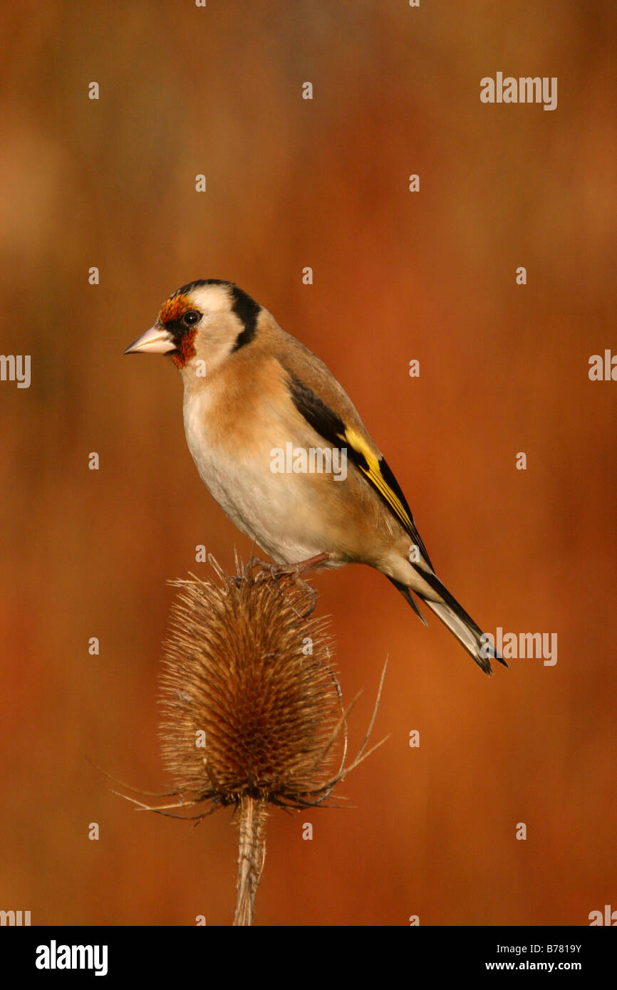 Stieglitz Zuchtjahr Zuchtjahr gehockt Karde Dipsacus fullonum Stockfoto