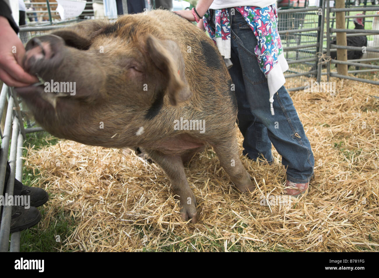 Oxford Sandy schwarze Schwein im Stift Suffolk Kleinbauern Jahresausstellung Stonham Scheunen Suffolk England Juli 2008 Stockfoto