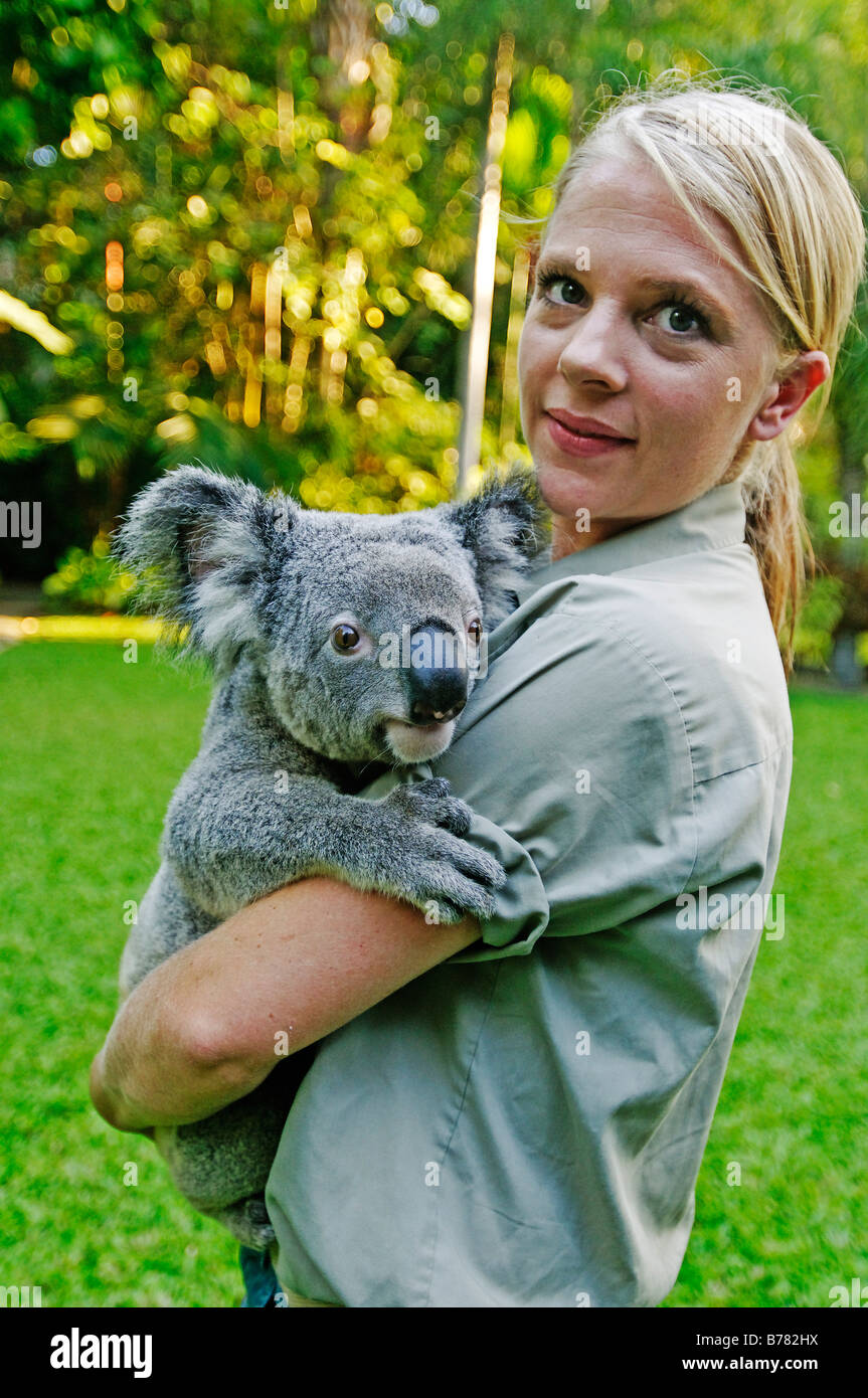 Chefin mit Koala (Phascolarctos Cinereus), Zoo Cairns, Queensland, Australien Stockfoto