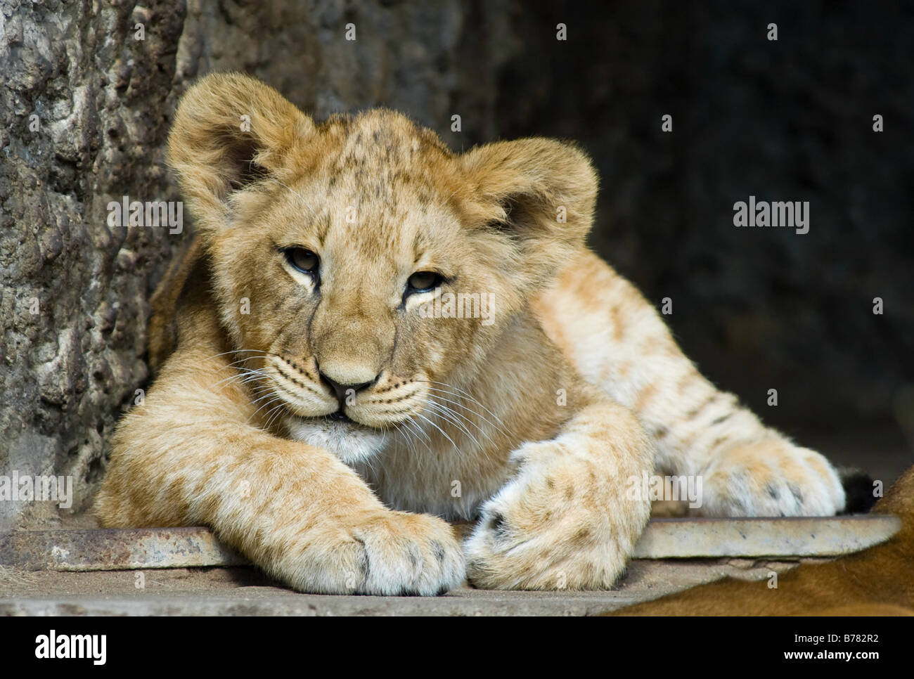 Nahaufnahme von einem niedlichen Löwenjunges Stockfoto