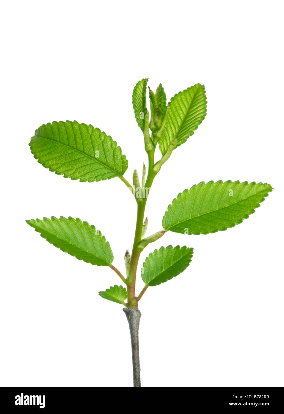 Frische Spross des Baumes Erle isoliert auf weiss Stockfoto
